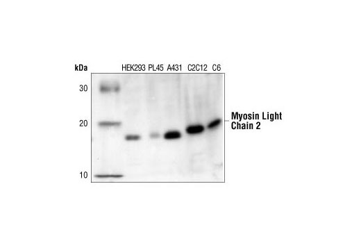 Western blot analysis of extracts from HEK293, PL45, A431, C2C12 and C6 cells, using Myosin Light Chain 2 Antibody.