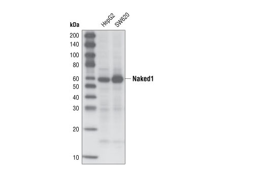 Western blot analysis of total cell lysates from HepG2 and SW620 cells using Naked1 (C30F10) Rabbit mAb.
