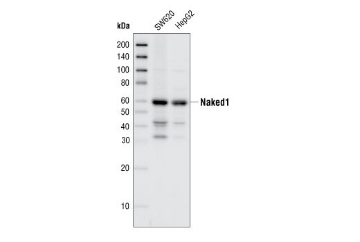 Western blot analysis of total cell extracts of SW620 and HepG2 cells, using Naked1 Antibody.