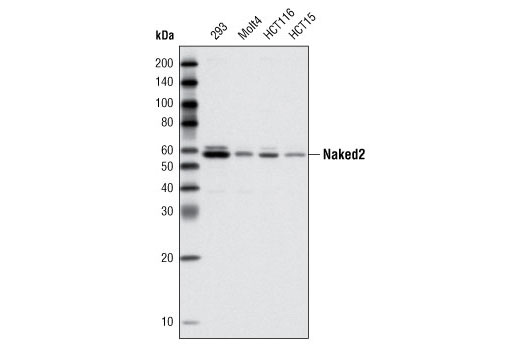 Western blot analysis of extracts from various cell lines using Naked2 (C67C4) Rabbit mAb.