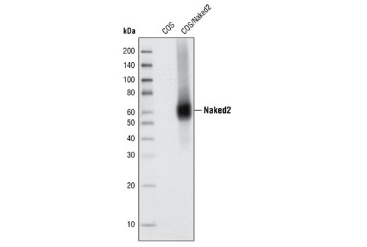 Western blot analysis of COS cell extracts, untransfected or transiently transfected with a construct expressing mouse Naked2, using Naked2 (C36D3) Rabbit mAb.