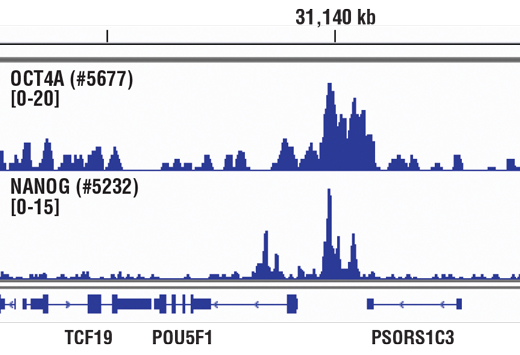 Chromatin immunoprecipitations were performed with cross-linked chromatin from 4 x 10 6 NCCIT cells and 10 µl of either Oct-4A (C30A3C1) Rabbit mAb (ChIP Formulated) #5677 or Nanog (D73G4) XP ® Rabbit mAb (ChIP Formulated), using SimpleChIP ® Enzymatic Chromatin IP Kit (Magnetic Beads) #9003. DNA Libraries were prepared from 5ng enriched ChIP DNA using NEBNext ® Ultra™ II DNA Library Prep Kit for Illumina ® , and sequenced on the Illumina NextSeq. Oct-4 and Nanog are known to associate with each other on chromatin. The figure shows binding of both Oct-4 and Nanog across chromosome 6 (upper), including POU5F1/Oct-4 (lower), a known target gene of both Oct-4 and Nanog (see additional figure containing ChIP-qPCR data). For additional ChIP-seq tracks, please download the product data sheet.