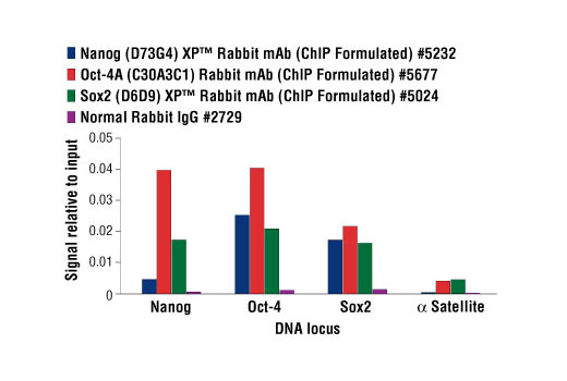 Chromatin immunoprecipitations were performed with cross-linked chromatin from 4 x 10 6 NTERA-2 cells and 10 μl of Nanog, Oct-4 and Sox2 antibodies, or 2 μl of Normal Rabbit IgG, using SimpleChIP ® Enzymatic Chromatin IP Kit (Magnetic Beads) #9003. The enriched DNA was quantified by real-time PCR using human Nanog promoter primers, SimpleChIP ® Human Oct-4 Promoter Primers #4641, SimpleChIP ® Human Sox2 Promoter Primers #4649, and SimpleChIP ® Human α Satellite Repeat Primers #4486. The amount of immunoprecipitated DNA in each sample is represented as signal relative to the total amount of input chromatin, which is equivalent to one.