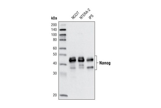 Western blot analysis of extracts from NCCIT, NTERA-2 and iPS cells using Nanog (D73G4) XP ® Rabbit mAb.