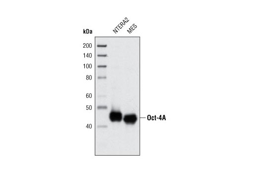 Western blot analysis of extracts from NTERA2 and mouse embryonic stem cells (mESCs) using Oct-4A (C30A3) Rabbit mAb.