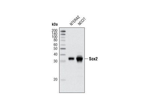 Western blot analysis of extracts from NTERA2 and NCCIT cells using Sox2 (D6D9) XP ® Rabbit mAb.
