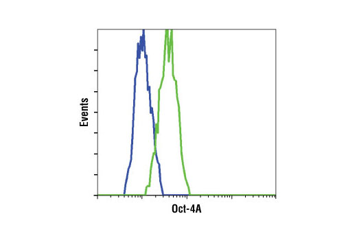 Flow cytometric analysis of HeLa cells (blue) and NCCIT cells (green) using Oct-4A (C30A3) Rabbit mAb.