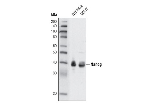 Western blot analysis of extracts from NTERA and NCCIT cells using Nanog (1E6C4) Mouse mAb.
