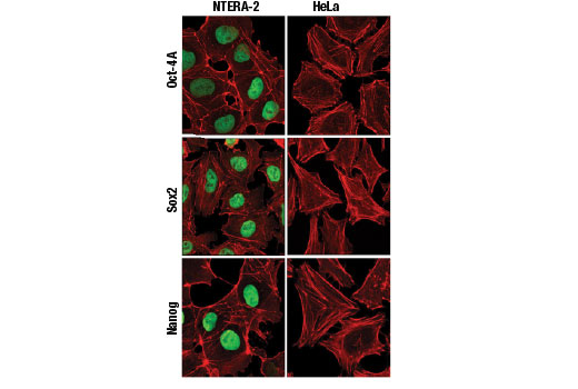 Confocal immunofluorescent analysis of NTERA-2 (left) and HeLa cells (right) using Oct-4A (C30A3) Rabbit mAb (green, upper), Sox2 (D6D9) XP® Rabbit mAb (green, middle) and Nanog (D73G4) XP® Rabbit mAb (green, lower).