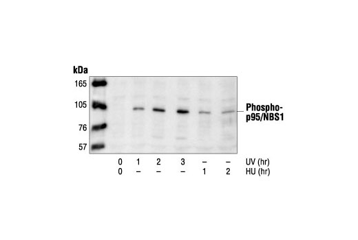Western blot analysis of extracts from Mv1Lu cells treated with UV or hydroxyurea (HU) for the indicated times, using Phospho-p95/NBS1 (Ser343) Antibody.