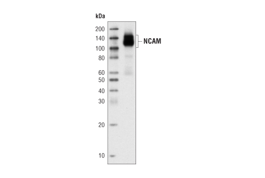 Western blot analysis of extracts from human cerebellum using NCAM (CD56) (123C3) Mouse mAb.