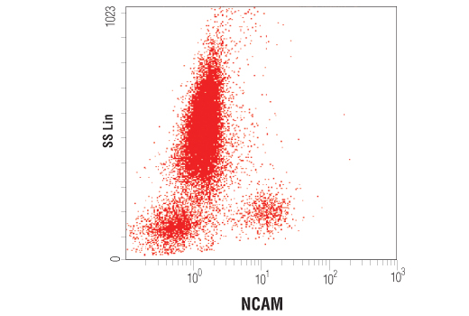 Flow cytometric analysis of whole blood using NCAM (CD56) (123C3) Mouse mAb.