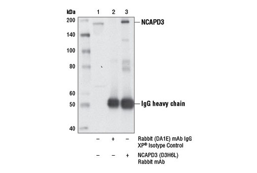 Immunoprecipitation of NCAPD3 from 293 cell extracts using Rabbit (DA1E) mAb IgG XP ® Isotype Control #3900 (lane 2) or NCAPD3 (D3H6L) Rabbit mAb (lane 3). Lane 1 is 10% input. Western blot analysis was performed using NCAPD3 (D3H6L) Rabbit mAb.