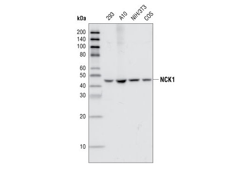 Western blot analysis of total cell lysates from 293, A10, NIH/3T3 and COS cells, using NCK1 (15B9) Rabbit mAb.