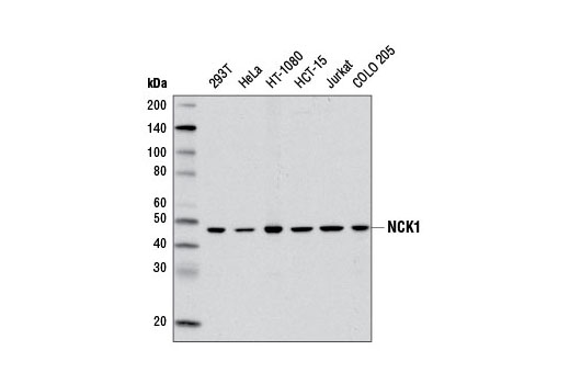 Western blot analysis of extracts from various cell lines using NCK1 (5B7) Mouse mAb.
