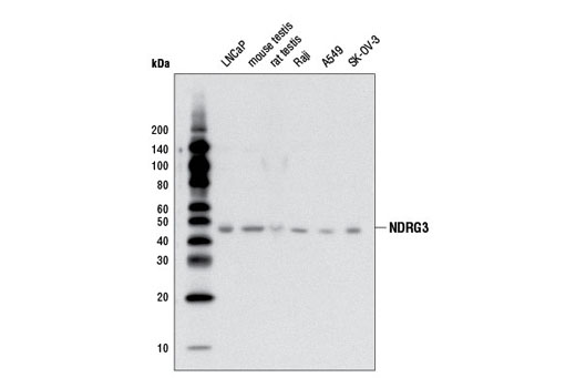 Western blot analysis of extracts from various cell lines and tissues using NDRG3 Antibody.