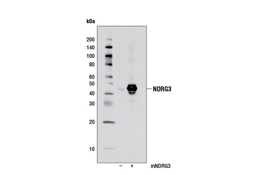Western blot analysis of extracts from 293T cells, mock transfected (-) or transfected with a mouse NDRG3 construct (+), using NDRG3 Antibody.