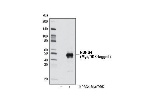 Western blot analysis of 293T cells, mock transfected (-) or transfected with a construct expressing Myc/DDK-tagged full-length human NDRG4 (hNDRG4-Myc/DDK, +), using NDRG4 (D4A6) Rabbit mAb.