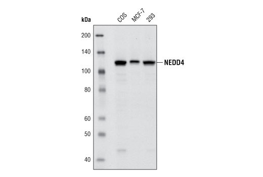 Western blot analysis of extracts from various cell lines using NEDD4 (C5F5) Rabbit mAb.