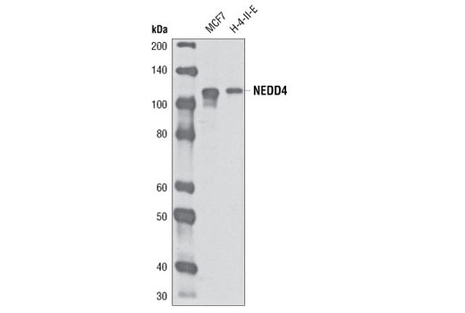 Western blot analysis of extracts from MCF7 and H-4-II-E cells using NEDD4 (D82F4) Rabbit mAb.