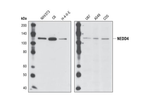 Western blot analysis of lysates from NIH/3T3, C6, H-4-II-E, U87, A549 and COS cells, using NEDD4 antibody.
