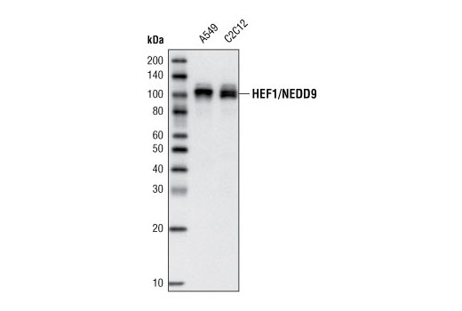 Western blot analysis of extracts from A549 and C2C12 cell lines using HEF1/NEDD9 (2G9) Mouse mAb.