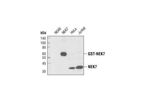 Western blot analysis of GST-NEK6 and GST-NEK7 fusion proteins and extracts from HeLa and Jurkat cells using NEK7 (C34C3) Rabbit mAb.