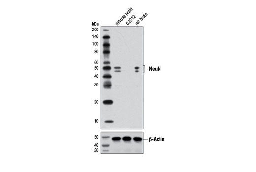 Western blot analysis of extracts from mouse brain, C2C12 cells, and rat brain using NeuN (D3S3I) Rabbit mAb (upper) or β-Actin (D6A8) Rabbit mAb #8457 (lower).