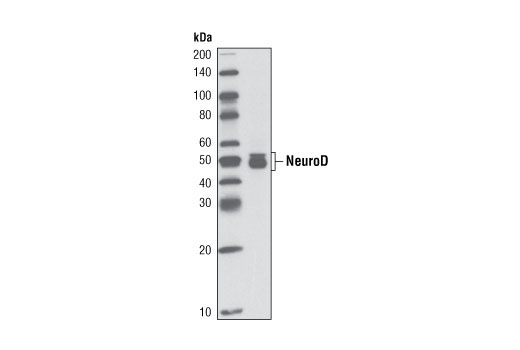 Western blot analysis of extracts from IMR-32 cells using NeuroD (D35G2) Rabbit mAb.