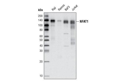Western blot analysis of extracts from various cell lines using NFAT1 Antibody.