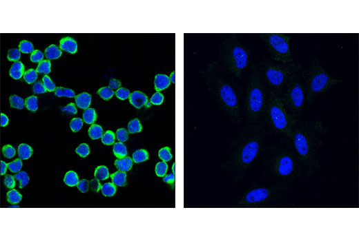 Confocal immunofluorescent analysis of Jurkat cells (left) and HeLa cells (right) using NFAT1 Antibody (green). Blue pseudocolor = DRAQ5 ® #4084 (fluorescent DNA dye).