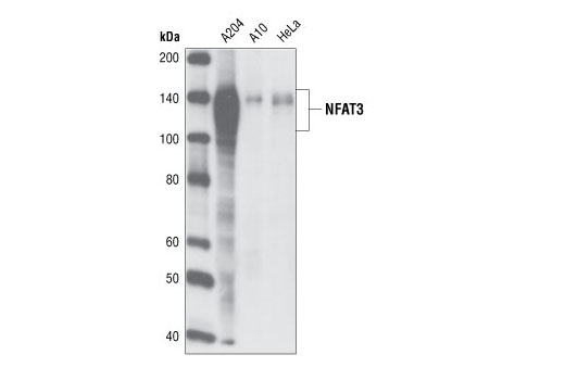 Western blot analysis of total cell lysates from A204, A10 and HeLa cells, using NFAT3 (23E6) Rabbit mAb.
