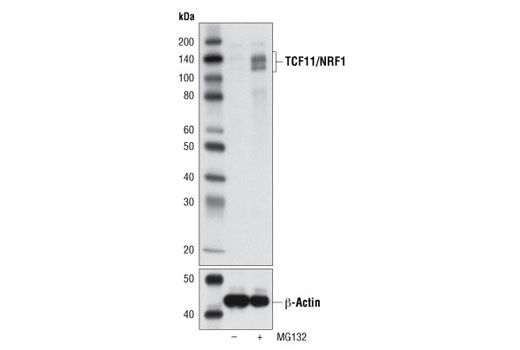 Western blot analysis of extracts from U-2 OS cells, untreated (-) or treated (+) with MG132 (10 µM, 8 hr), using TCF11/NRF1 (D5B10) Rabbit mAb and β-Actin (D6A8) Rabbit mAb #8457.