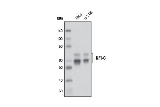 Western blot analysis of extracts from HeLa and U-2 OS cells using NFI-C Antibody.