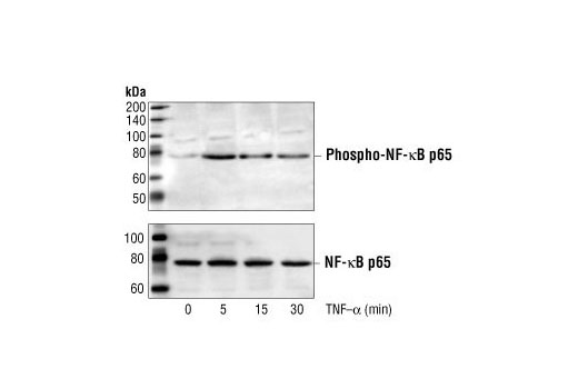 Western blot anlaysis of extracts from HeLa cells, untreated or TNF-alpha-treated (#2169, 20 ng/ml) for the indicated times, using Phospho-NF-kappaB p65 (Ser536) Antibody (top) or NF-kappaB p65 Antibody #3034 (bottom).