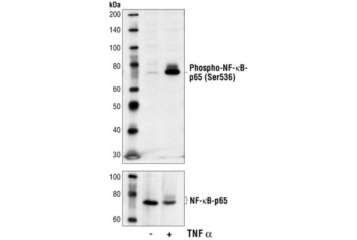 Western blot analysis of extracts from HeLa cells, untreated or TNF-alpha-treated (#2169, 20ng/ml), using Phospho-NF-kappaB p65 (Ser536) (7F1) Mouse mAb (upper) or NF-kappaB p65 Antibody #3034 (lower).