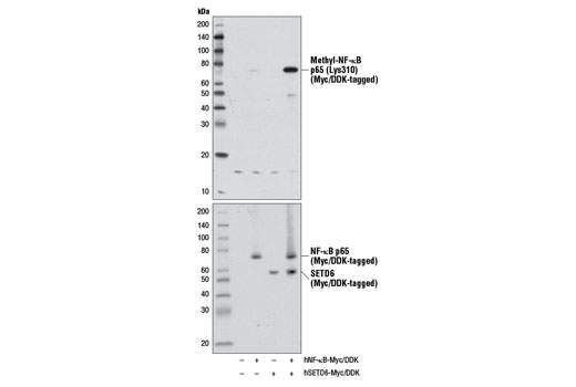 Western blot analysis of extracts from 293T cells, mock transfected (-) or transfected with constructs expressing Myc/DDK-tagged full-length human NF-κB p65 (hNF-κB p65-Myc/DDK; +) and Myc/DDK-tagged full-length human SETD6 (hSETD6-Myc/DDK; +), using Methyl-NF-κB p65 (Lys310) Antibody (upper) or DYKDDDDK Tag Antibody #2368 (lower).