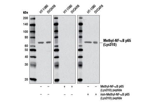 Western blot analysis of extracts from HT-1080 and OVCAR8 cell lines using Methyl-NF-κB p65 (Lys310) Antibody. Antibodies were competed with peptides against methyl-NF-κB p65 (Lys310) (middle) or non-methyl-NF-κB p65 (Lys310) (right).