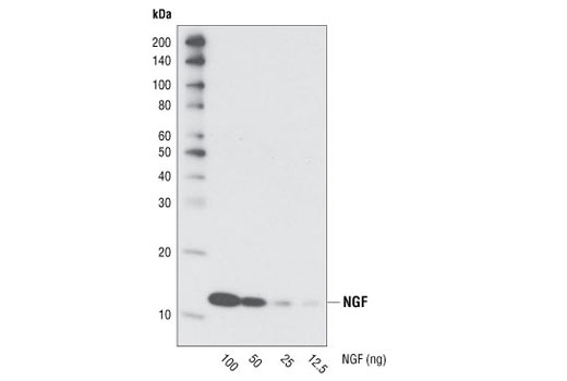 Western blot analysis of various concentrations of recombinant human NGF protein using NGF Antibody.