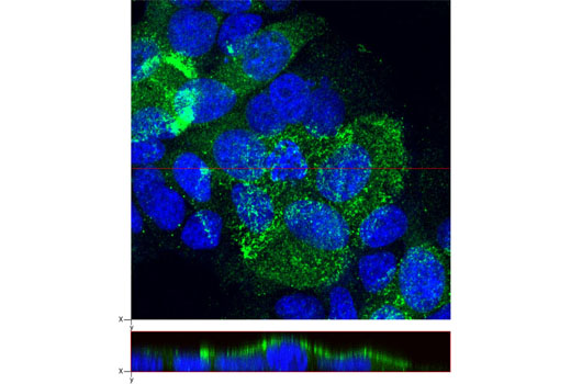 Projected confocal z-stack of MCF-7 cells showing staining at the apical membrane when labeled with NHERF1 (A310) Antibody (green). Blue pseudocolor = DRAQ5 ® #4084 (fluorescent DNA dye).
