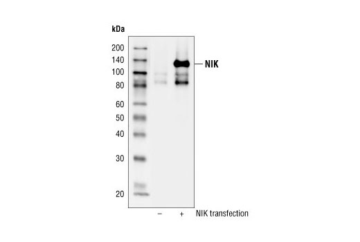 Western blot analysis of extacts from HeLa cells, untransfected or transfected with HA-NIK, using NIK Antibody #4994.
