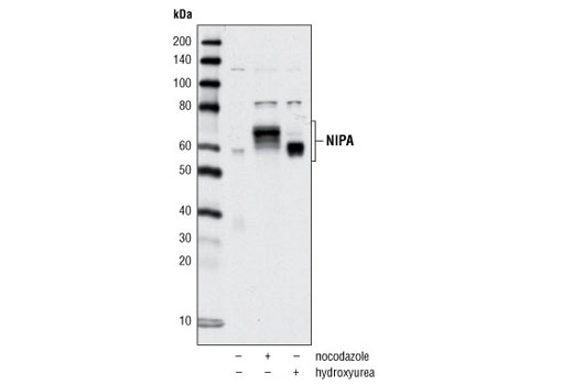 Western blot analysis of extracts from HeLa cells, either untreated (asynchronous) or treated with nocodazole or hydroxyurea, using NIPA Antibody.