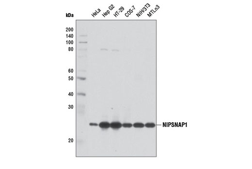 Western blot analysis of extracts from various cell lines using NIPSNAP1 (D1Y6S) Rabbit mAb.