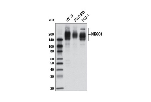 Western blot analysis of extracts from HT-29, COLO 205, and DLD-1 cells using NKCC1 (D13A9) Rabbit mAb.