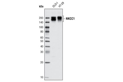 Western blot analysis of extracts from DLD-1 and HT-29 cells using NKCC1 Antibody.