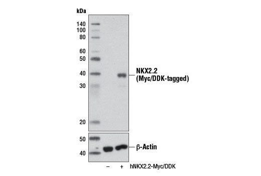Western blot analysis of extracts from 293 cells, mock transfected (-) or transfected with a construct expressing Myc/DDK-tagged full-length human NKX2.2 (hNKX2.2-Myc/DDK; +), using NKX2.2 Antibody (upper) or β-Actin (D6A8) Rabbit mAb #8457 (lower).