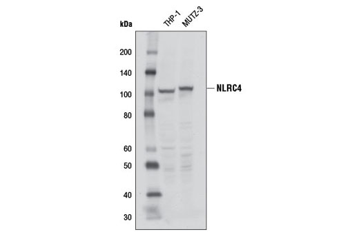 Western blot analysis of extracts from THP-1 and MUTZ-3 cells using NLRC4 (D5Y8E) Rabbit mAb.