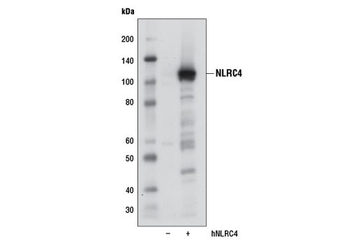 Western blot analysis of extracts from 293T cells, mock transfected (-) or transfected with a construct expressing full-length human NLRC4 (hNLRC4; +), using NLRC4 (D5Y8E) Rabbit mAb.