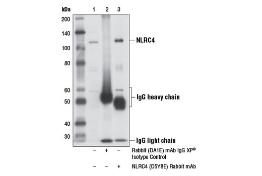 Immunoprecipitation of NLRC4 from MUTZ-3 cell extracts using Rabbit (DA1E) mAb IgG XP ® Isotype Control #3900 (lane 2) or NLRC4 (D5Y8E) Rabbit mAb (lane 3). Lane 1 is 10% input. Western blot analysis was performed using NLRC4 (D5Y8E) Rabbit mAb.