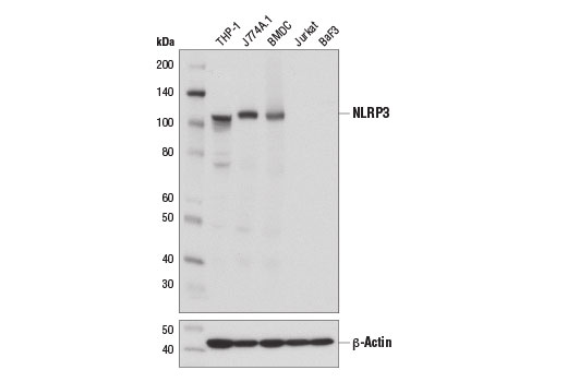 Western blot analysis of extracts from mouse bone marrow-derived dendritic cells (BMDC) and various cell lines using NLRP3 (D4D8T) Rabbit mAb (upper) and β-Actin (D6A8) Rabbit mAb #8457 (lower).